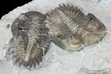 Two Greenops Trilobites - Hungry Hollow, Ontario #107546-2